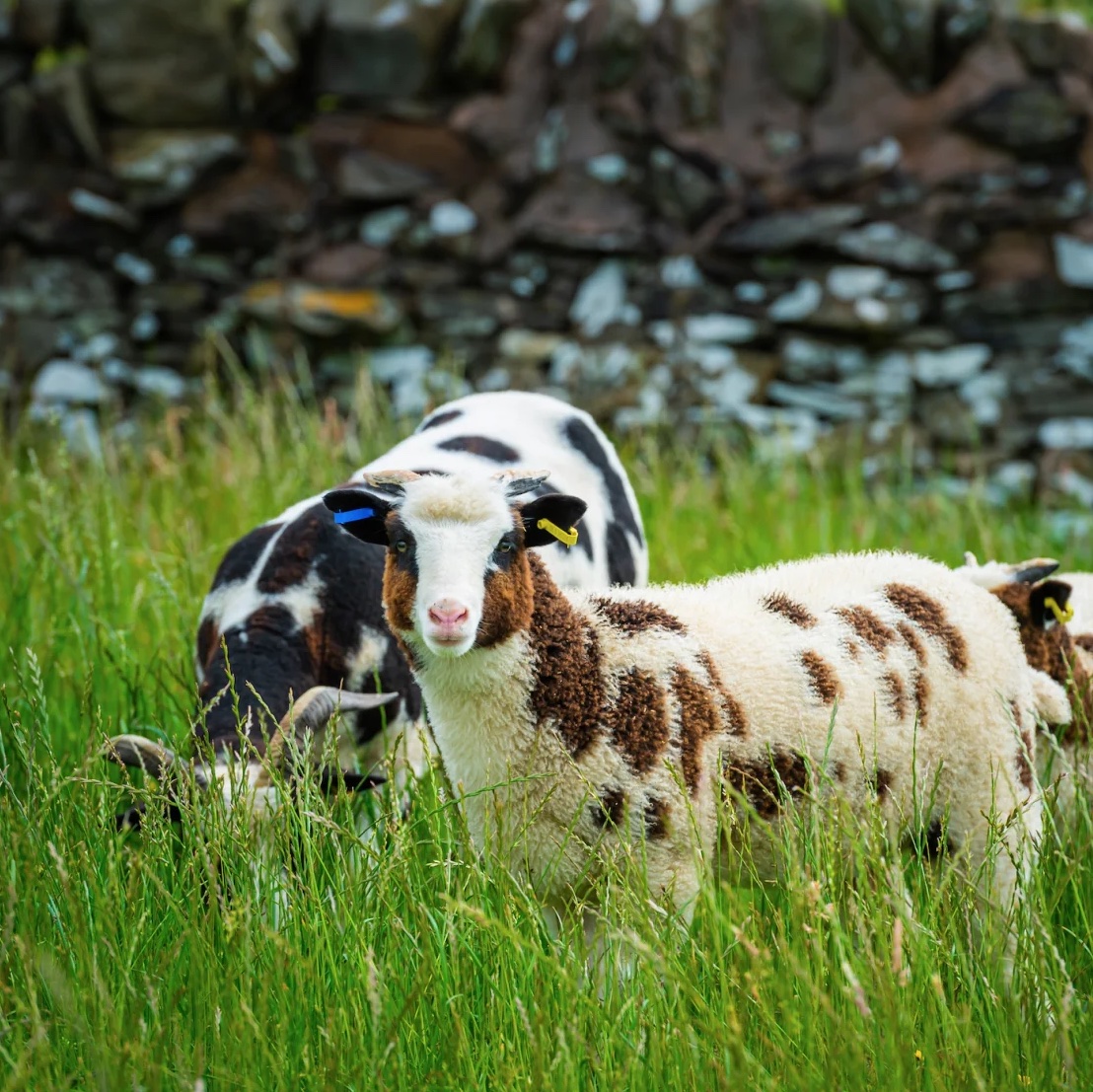 Jacobs Sheep at Ernespie Farm