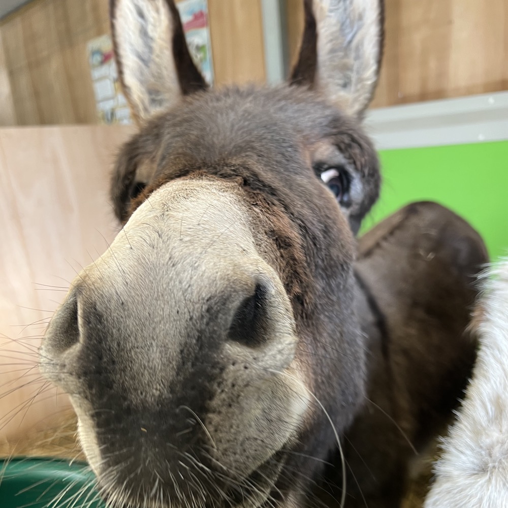 Meet our animals at Ernespie Farm in Castle Douglas
